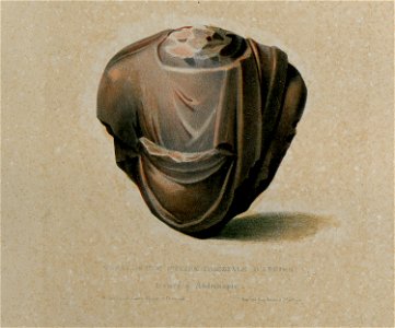Torse d'une statue colossale d'Adrien trouvé à Andrinople - Sayger C - 1834