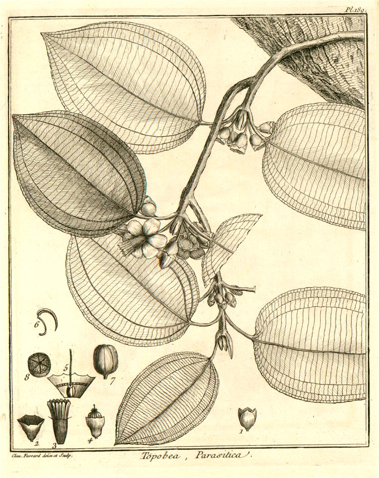 Topobea parasitica Aublet 1775 pl 189