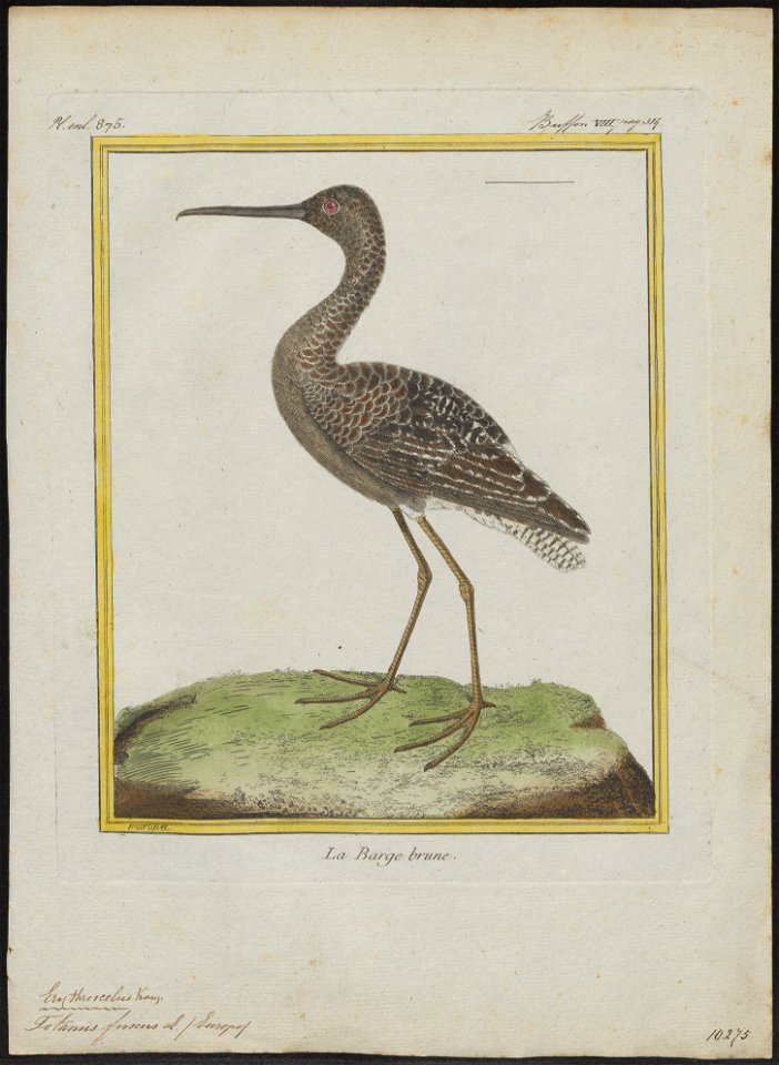 Totanus fuscus - 1700-1880 - Print - Iconographia Zoologica - Special Collections University of Amsterdam - UBA01 IZ17400121
