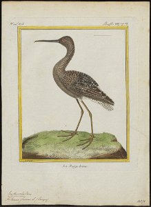 Totanus fuscus - 1700-1880 - Print - Iconographia Zoologica - Special Collections University of Amsterdam - UBA01 IZ17400121