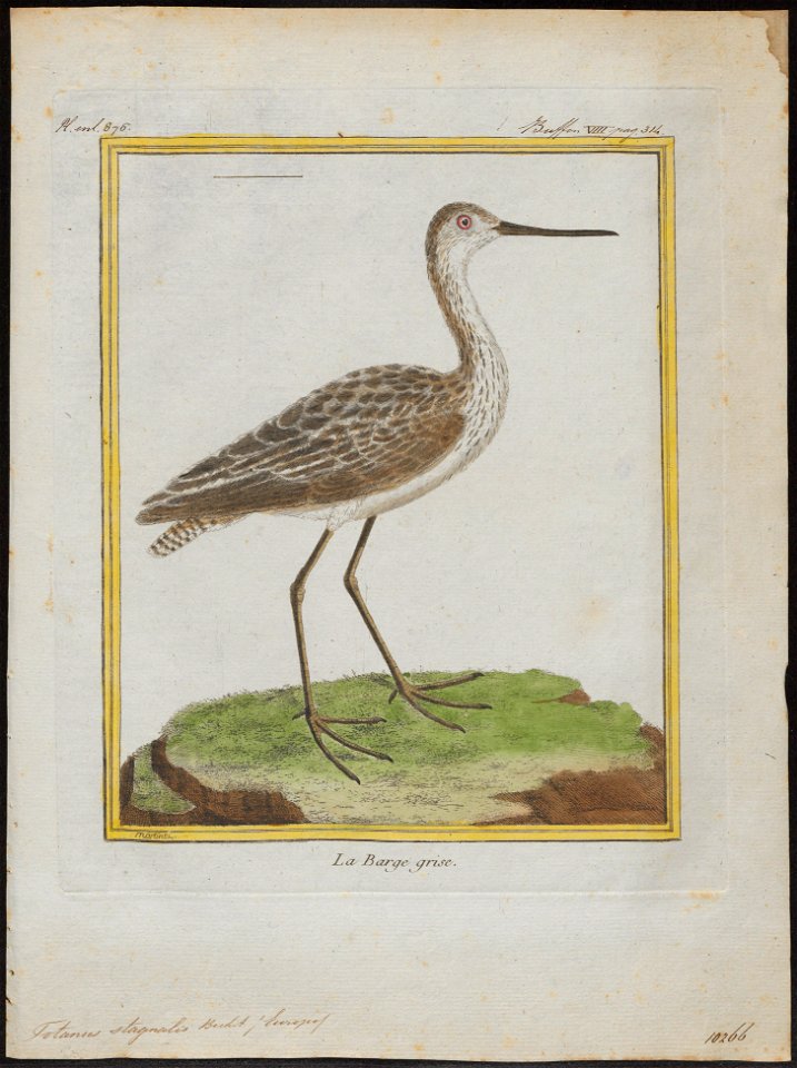 Totanus stagnalis - 1700-1880 - Print - Iconographia Zoologica - Special Collections University of Amsterdam - UBA01 IZ17400089
