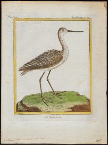 Totanus stagnalis - 1700-1880 - Print - Iconographia Zoologica - Special Collections University of Amsterdam - UBA01 IZ17400089
