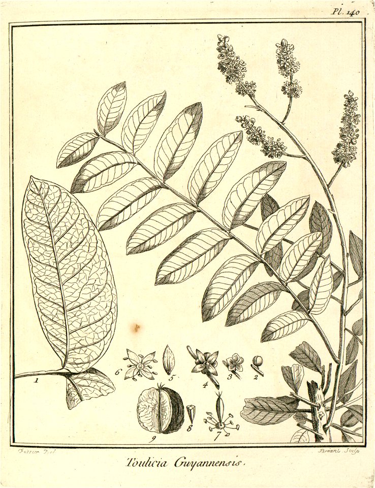 Toulicia guianensis Aublet 1775 pl 140