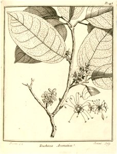 Touchiroa aromatica Aublet 1775 pl 148