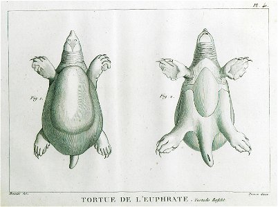 Tortue de l' Euphrate Testufo Rafcht - Olivier Guillaume Antoine - 1801
