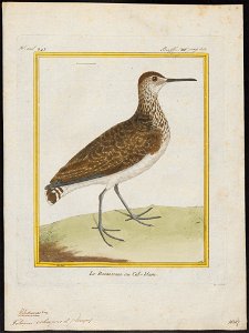 Totanus ocrophus - 1700-1880 - Print - Iconographia Zoologica - Special Collections University of Amsterdam - UBA01 IZ17400095