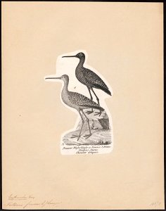 Totanus fuscus - 1809-1845 - Print - Iconographia Zoologica - Special Collections University of Amsterdam - UBA01 IZ17400125
