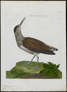 Totanus ocrophus - 1790-1796 - Print - Iconographia Zoologica - Special Collections University of Amsterdam - UBA01 IZ17400099