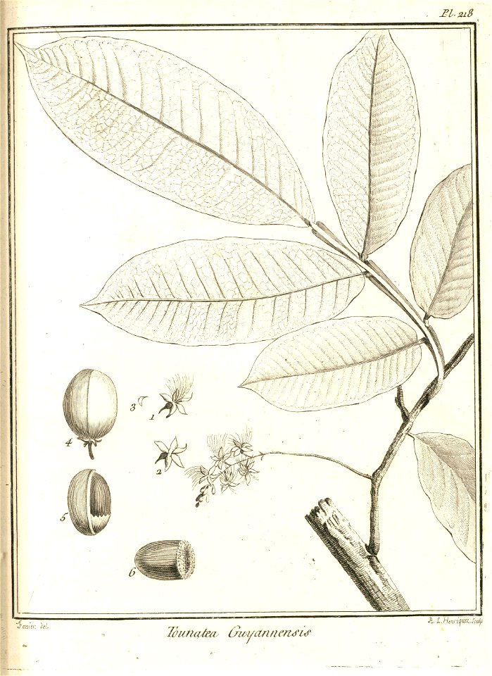 Tounatea guianensis Aublet 1775 pl 218