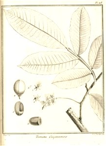 Tounatea guianensis Aublet 1775 pl 218