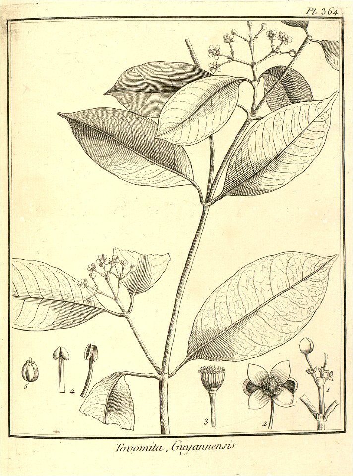 Tovomita guianensis Aublet 1775 pl 364