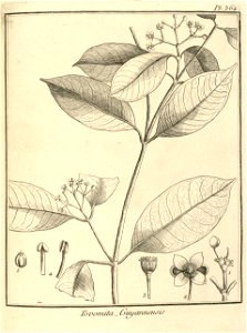 Tovomita guianensis Aublet 1775 pl 364