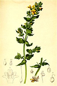Tozzia alpina Atlas Alpenflora