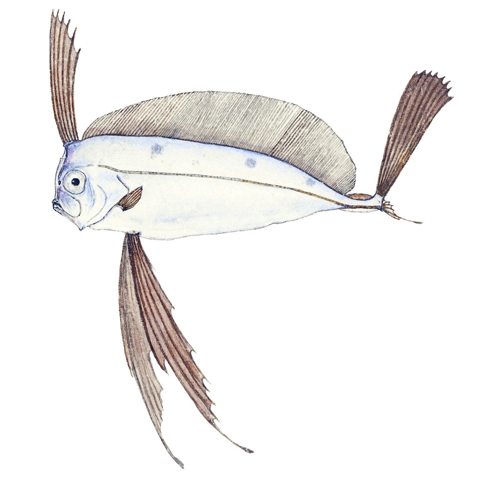 Trachipterus jacksonensis Southern Pacific fishes illustrations by F.E. Clarke 95