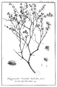 Tournefort Relation T2 p356 Polygonoides
