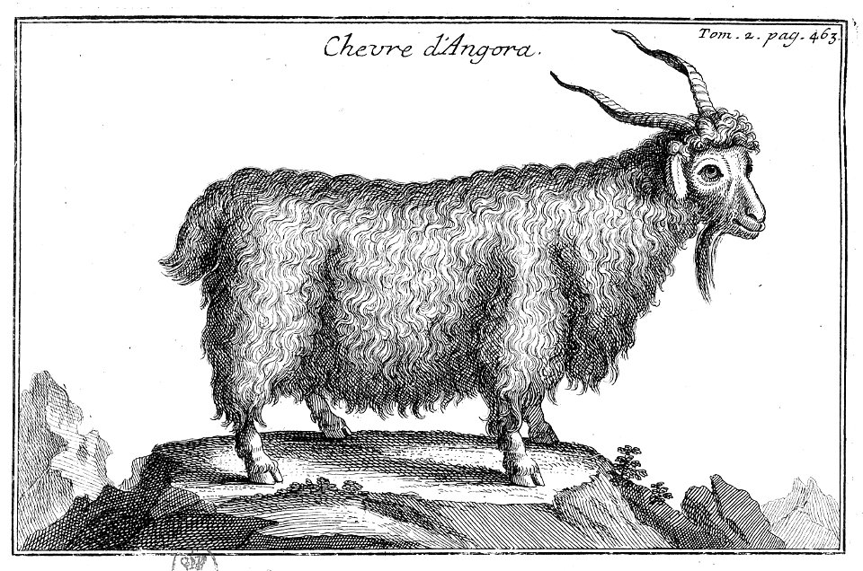 Tournefort Relation T2 p463 Chevre Angora