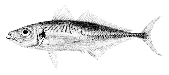 Trachurus trachurus1