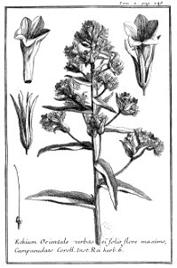 Tournefort Relation T2 p248 Echium