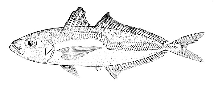 Trachurus declivis drawing. Free illustration for personal and commercial use.