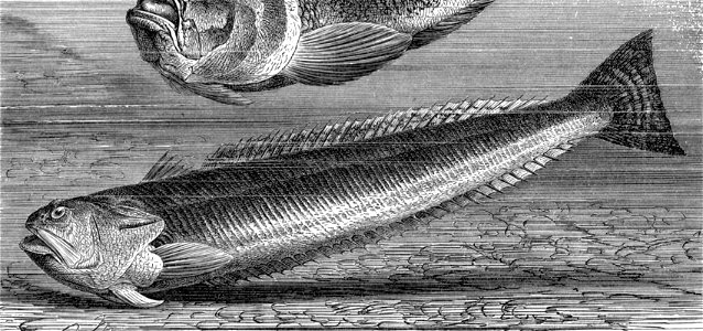 Trachinus draco2