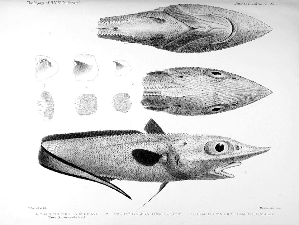 Trachyrincus murrayi plate