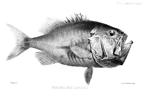 TrachichthysDarwiniiFord