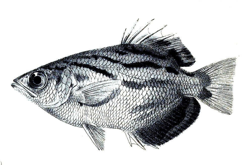 Toxotes blythii (The Fishes of India, 1878)