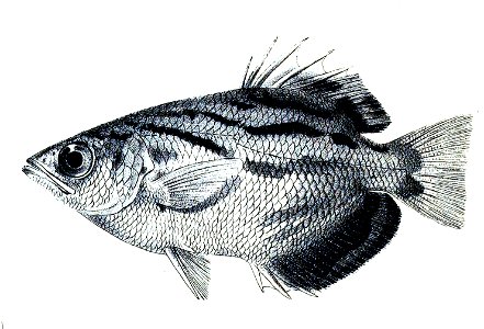 Toxotes blythii (The Fishes of India, 1878). Free illustration for personal and commercial use.