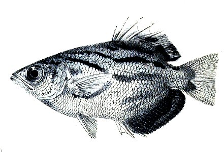 Toxotes blythii (The Fishes of India, 1878)