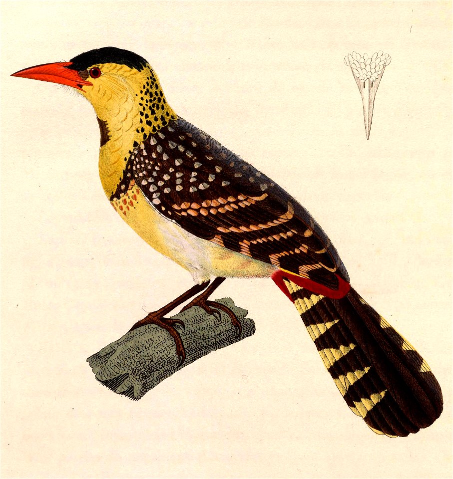 Trachyphonus margaritatus 1838