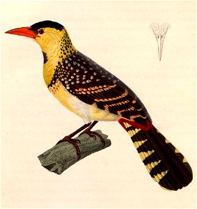 Trachyphonus margaritatus 1838