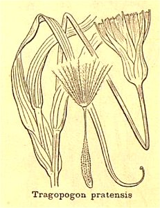 Tragopogon pratensis sl