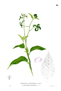 Tournefortia sarmentosa Blanco1.46