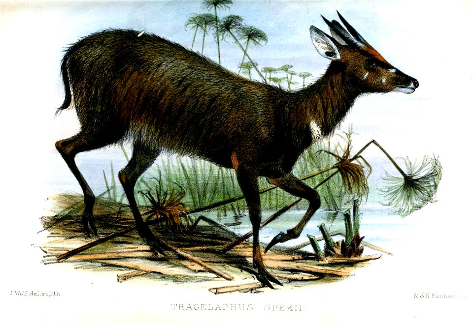 TragelaphusSpekiiWolf