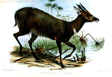 TragelaphusSpekiiWolf