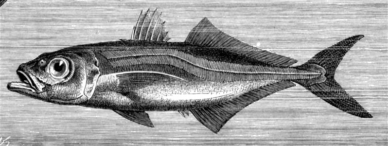 Trachurus trachurus