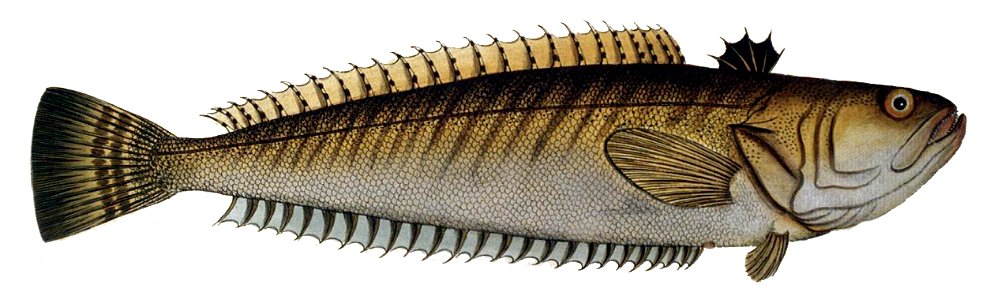 Trachinus draco1