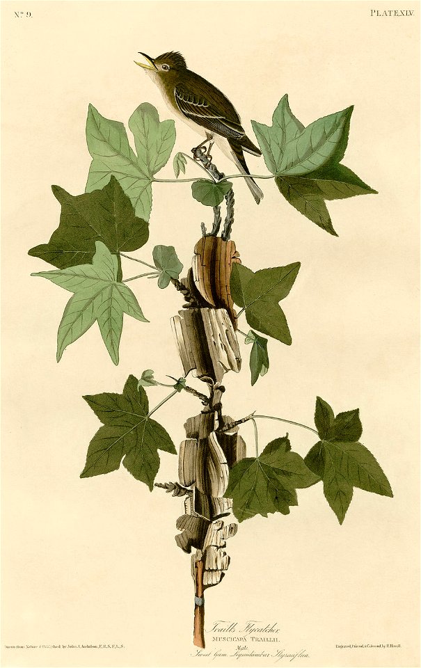Traill's Flycatcher (Audubon)