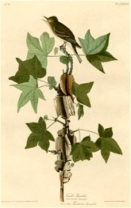 Traill's Flycatcher (Audubon)