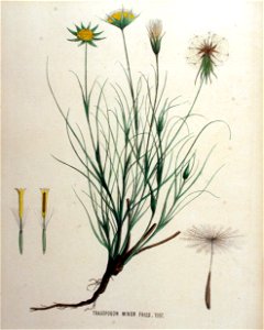 Tragopogon minor — Flora Batava — Volume v16