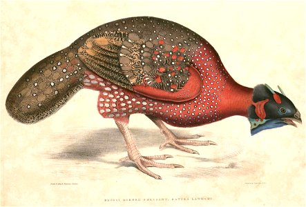 Tragopan satyra male Hardwicke
