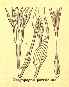 Tragopogon porrifolius - 001x