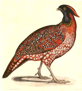 Tragopan temminckii Hardwicke