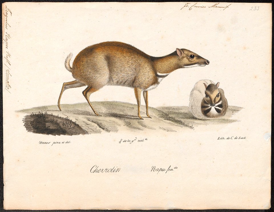 Tragulus napu - 1818-1842 - Print - Iconographia Zoologica - Special Collections University of Amsterdam - UBA01 IZ21500182