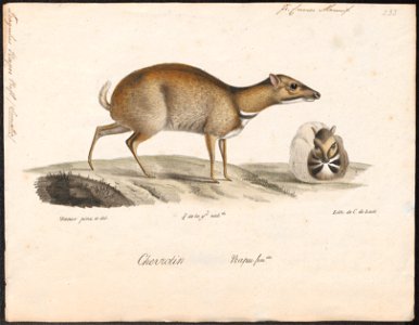 Tragulus napu - 1818-1842 - Print - Iconographia Zoologica - Special Collections University of Amsterdam - UBA01 IZ21500182