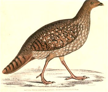 Tragopan satyra 2 Hardwicke
