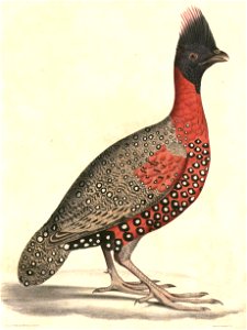 Tragopan melanocephalus male Hardwicke