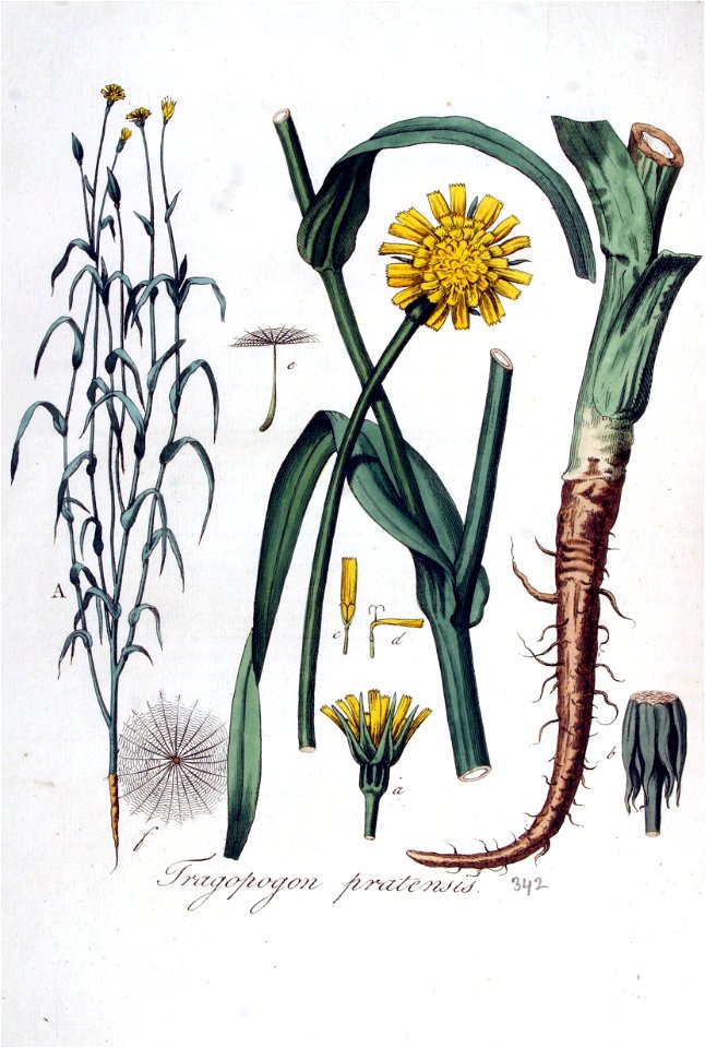 Tragopogon pratensis — Flora Batava — Volume v5
