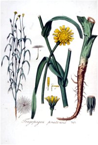 Tragopogon pratensis — Flora Batava — Volume v5