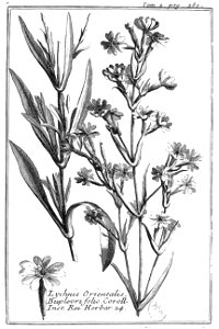 Tournefort Relation T2 p380 Lychnis